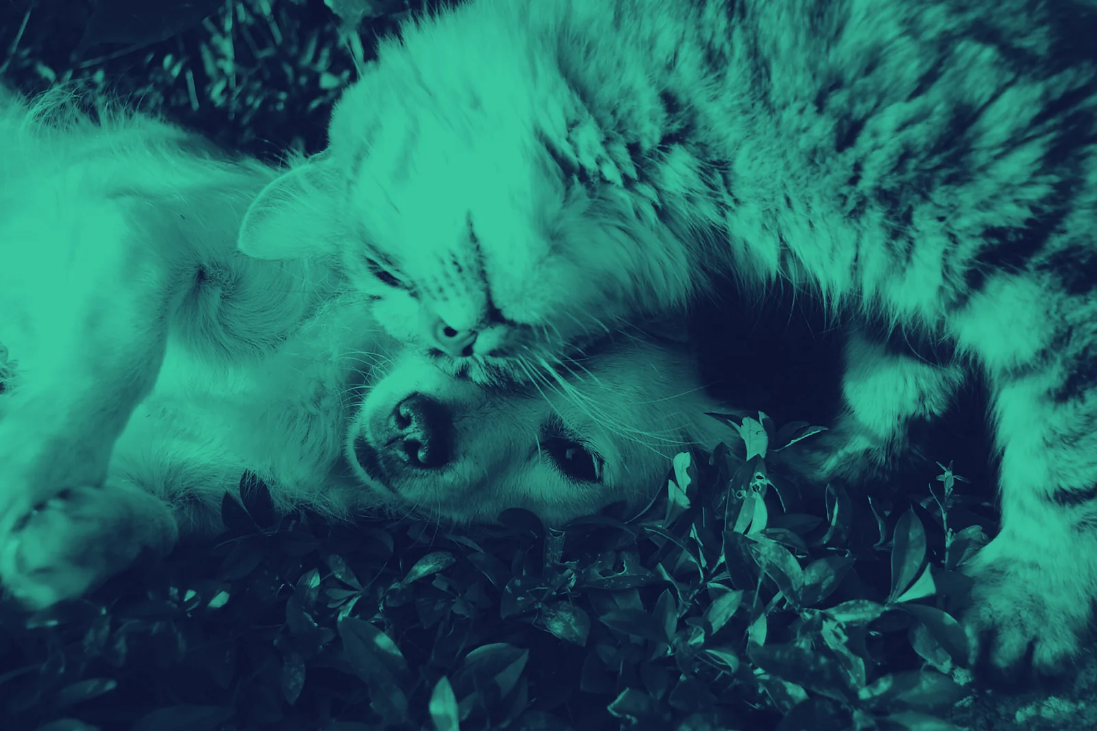 Duotone teal-tinted photograph of a dog resting beside its owner, the everyday pet care PetWellnessNow writes about.